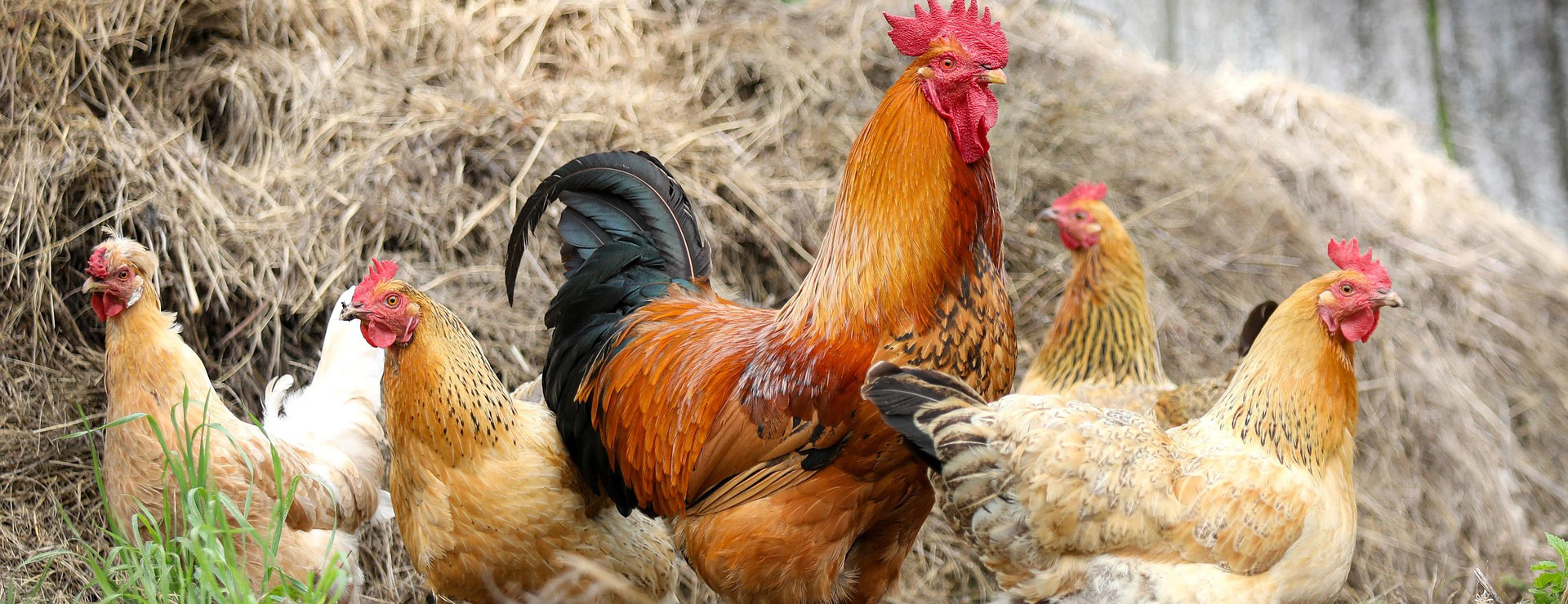 Vogelproduktladen 4 Vogelproduktladen -Vogelproduktladen chickens 2522623 1920