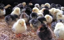 Havens Start-Premium - Kükenkorn 25kg -Vogelproduktladen kken